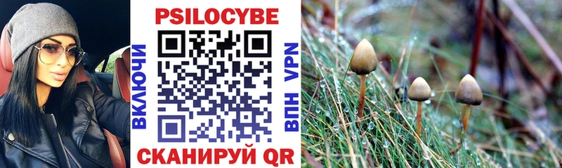 Галлюциногенные грибы Psilocybe Гусев